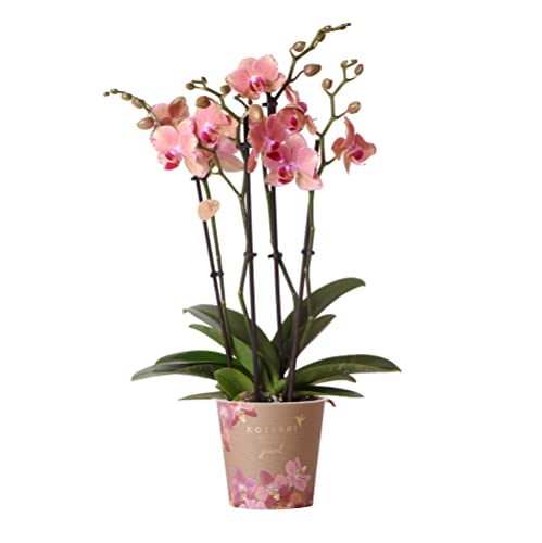 Kolibri Orchids | Orange rosa Phalaenopsis Orchidee - Jewel Pirate Picotee - Topfgröße Ø12cm blühende Zimmerpflanze - frisch vom Züchter von KOLIBRI