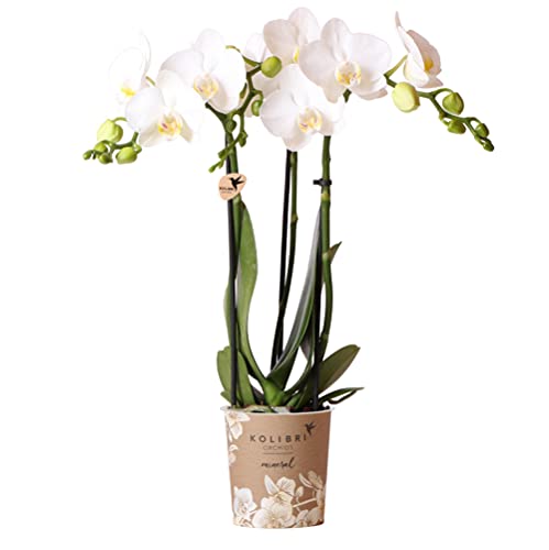 Kolibri Orchids | weiße Phalaenopsis-Orchidee - Amabilis - Topfgröße Ø9cm | blühende Zimmerpflanze - frisch vom Züchter von KOLIBRI