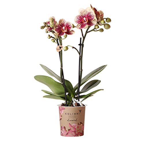 Kolibri Orchids | Gelbe rote Phalaenopsis-Orchidee - Spanien - Topfgröße Ø9cm | blühende Zimmerpflanze - frisch vom Züchter von kolibri