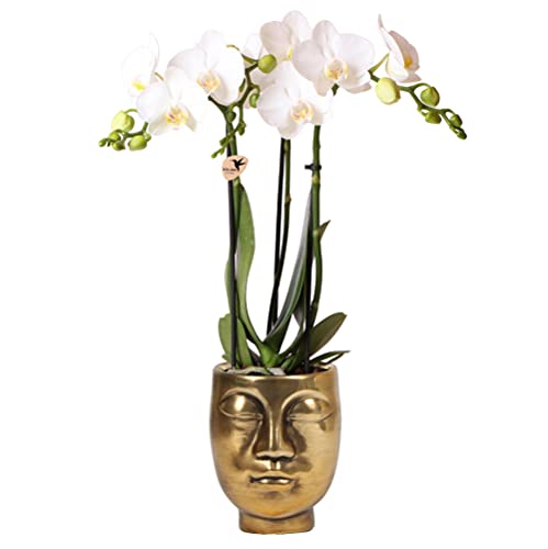 Kolibri Orchids | white Phalaenopsis orchid - Amabilis + Face-2-face decorative pot gold - pot size Ø9cm - 40cm high | flowering houseplant in flowerpot - fresh from grower von KOLIBRI