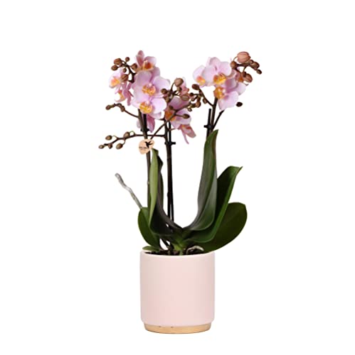 Kolibri Orchids | Rosa Phalaenopsis Orchidee - Andorra + Goldfuß Ziertopf rosa - Topfgröße Ø9cm - 35cm hoch | blühende Zimmerpflanze im Blumentopf - frisch vom Züchter von kolibri