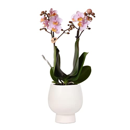 Kolibri Orchideen | Rosa Phalaenopsis Orchidee - Andorra + Scandic Ziertopf weiß - Topfgröße Ø9cm - 40cm hoch | blühende Zimmerpflanze im Blumentopf - frisch vom Züchter von kolibri