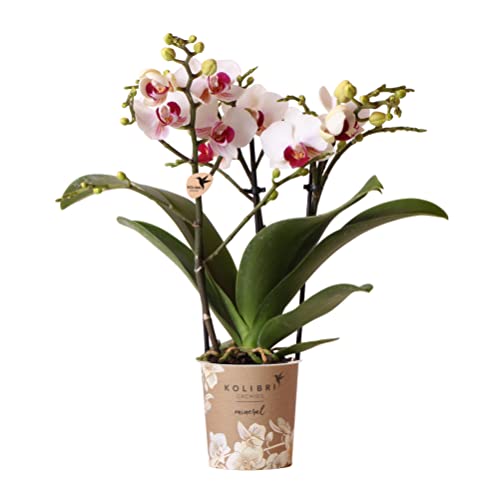 Kolibri Orchids | Weiße Phalaenopsis-Orchidee - Mineral Gibraltar - Topfgröße Ø9cm | blühende Zimmerpflanze - frisch vom Züchter von kolibri