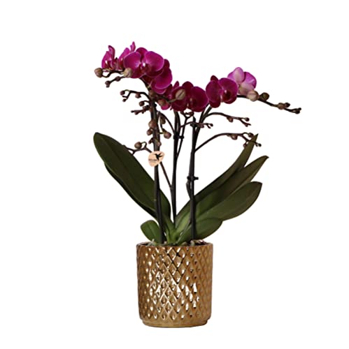 Kolibri Orchids | lila Phalaenopsis-Orchidee - Morelia + Diamant-Dekotopf gold - Topfgröße Ø9cm - 35cm hoch | blühende Zimmerpflanze - frisch vom Züchter von KOLIBRI