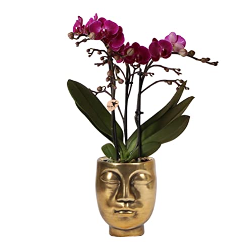 Kolibri Orchids | lila Phalaenopsis Orchidee - Morelia + Face to Face dekorativer Topf gold - Topfgröße Ø9cm - 35cm hoch | blühende Zimmerpflanze - frisch vom Züchter von KOLIBRI