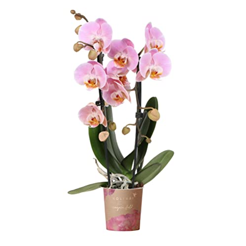 Kolibri Orchids | rosa Phalaenopsis Orchidee - Niagara Fall - Topfgröße Ø9cm | blühende Zimmerpflanze - frisch vom Züchter von kolibri