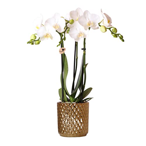 Kolibri Orchids | weiße Phalaenopsis-Orchidee - Amabilis + Diamant-Dekotopf gold - Topfgröße Ø9cm - 40cm hoch | blühende Zimmerpflanze im Blumentopf - frisch vom Züchter von KOLIBRI