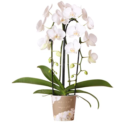 Kolibri Orchids | weiße Phalaenopsis-Orchidee - Niagara Fall - Topfgröße Ø12cm | blühende Zimmerpflanze - frisch vom Züchter von KOLIBRI