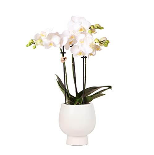 Kolibri Orchids | Weiße Phalaenopsis Orchidee - Amabilis + Scandic Ziertopf weiß - Topfgröße Ø9cm - 45cm hoch | blühende Zimmerpflanze im Blumentopf - frisch vom Züchter von KOLIBRI