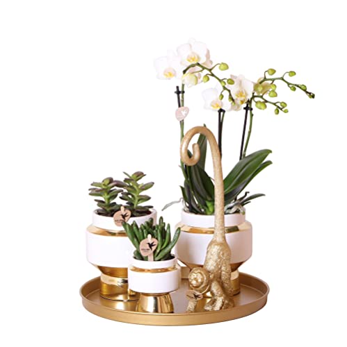 Komplettes Pflanzenset Luxury Living | Grünpflanzen mit weißer Phalaenopsis-Orchidee inkl. Keramik-Ziertöpfe und Zubehör von kolibri