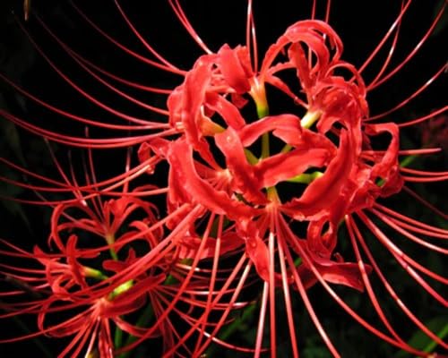 100 Stück Higanbana-Blumensamen 100 Stück Higanbana-Blumensamen von kondracho