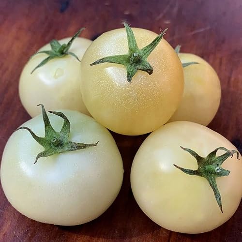 100 Stück Tomaten-Gemüsesamen Weiß 100 Stück Tomaten-Gemüsesamen Weiß von kondracho