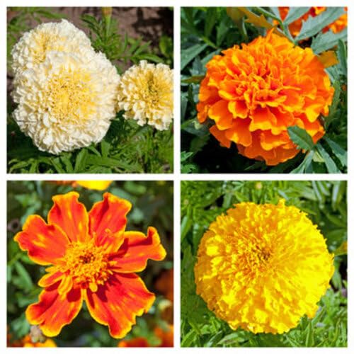 100 Stück gemischte Ringelblumensamen von kondracho