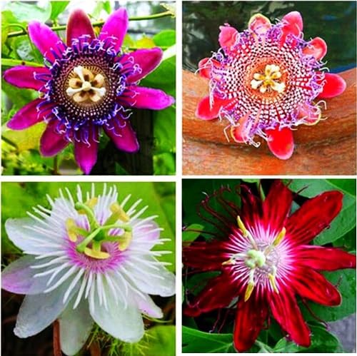 100 Stück gemischte mehrjährige Passionsblumensamen von kondracho