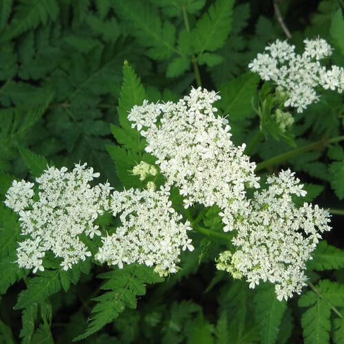 100 Stück weiße Zikelblumensamen von kondracho