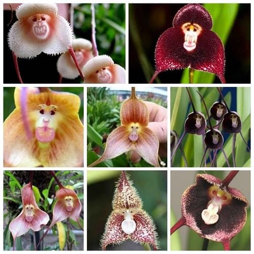 100 x gemischte Orchideensamen mit Affengesicht 100 x gemischte Orchideensamen mit Affengesicht von kondracho
