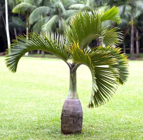 20 Stück Palmensamen 20 Stück Palmensamen von kondracho