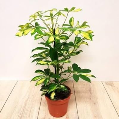 50 Stück Schefflera arboricola Pflanzensamen 50 Stück Schefflera arboricola Pflanzensamen von kondracho