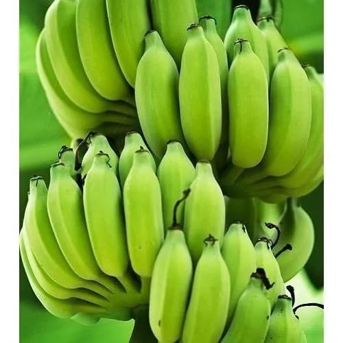50 Stück grüne Bananenfruchtsamen 50 Stück grüne Bananenfruchtsamen von kondracho