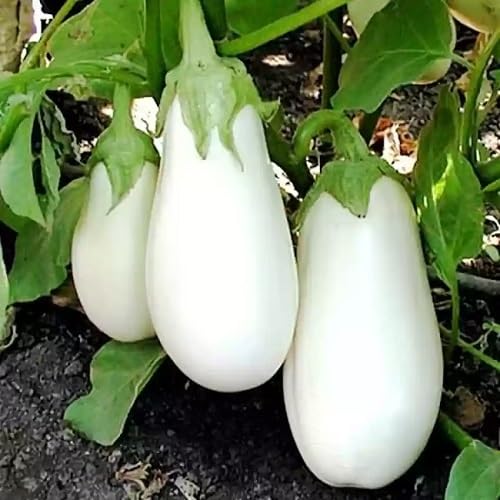 Auberginensamen Weiß 60 Stück Auberginensamen Weiß 60 Stück von kondracho