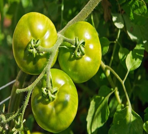 Bio 70 Stück grüne Tomaten-Gemüsesamen Bio 70 Stück grüne Tomaten-Gemüsesamen von kondracho