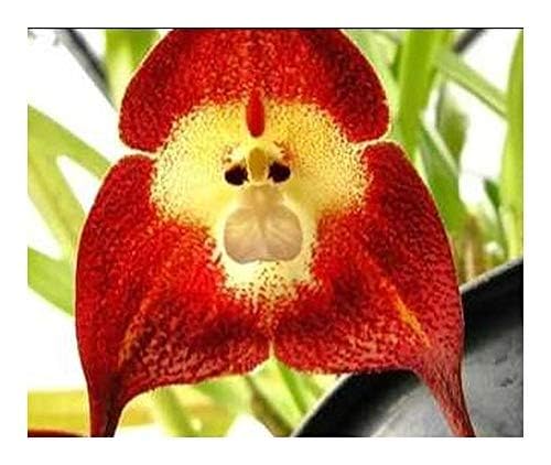 Blühende Affengesicht-Orchideen-Blumensamen, rot Blühende Affengesicht-Orchideen-Blumensamen, rot von kondracho