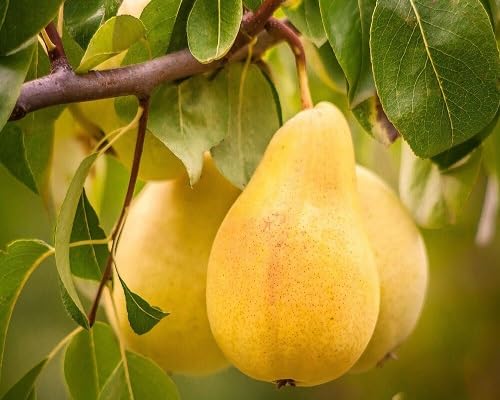 Frische Birnenfruchtsamen, 40 Stück, gelb Frische Birnenfruchtsamen, 40 Stück, gelb von kondracho