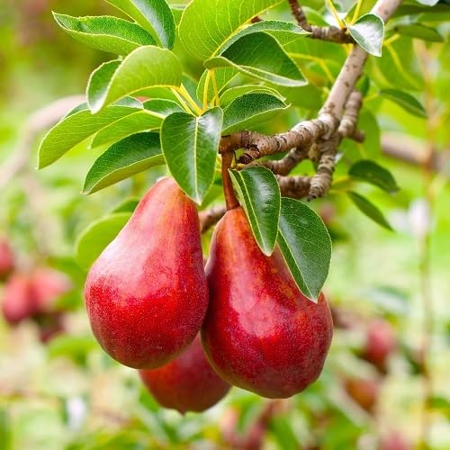 Frische Birnenfruchtsamen, 60 Stück, rot Frische Birnenfruchtsamen, 60 Stück, rot von kondracho
