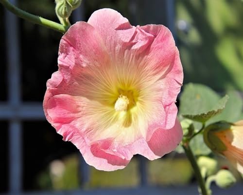 Frische neue 100 Stück rosa Stockrose Blumensamen Frische neue 100 Stück rosa Stockrose Blumensamen von kondracho