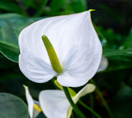 Frische neue 100 Stück weiße Anthurium-Blumensamen Frische neue 100 Stück weiße Anthurium-Blumensamen von kondracho
