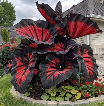 Frische neue 50 Stück Caladium Pflanzensamen Frische neue 50 Stück Caladium Pflanzensamen von kondracho