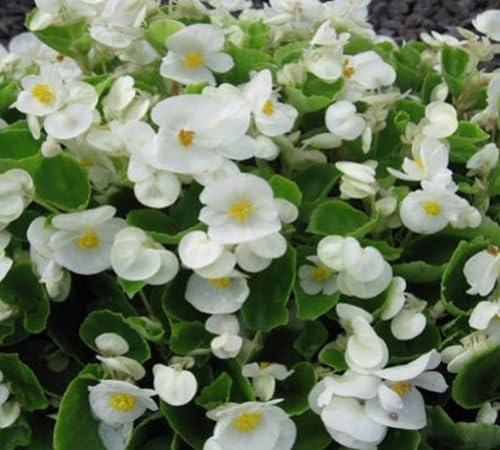 Mehrjährige 100 Stück weiße Begonien-Blumensamen Mehrjährige 100 Stück weiße Begonien-Blumensamen von kondracho