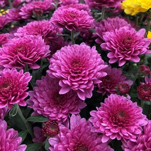 Mehrjährige Chrysanthemen-Blumensamen, 100 Stück, Rosa Mehrjährige Chrysanthemen-Blumensamen, 100 Stück, Rosa von kondracho