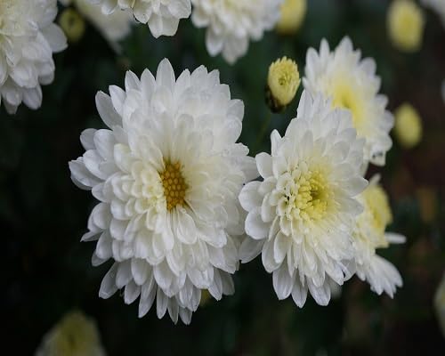 Mehrjährige Chrysanthemen-Blumensamen, 100 Stück, Weiß Mehrjährige Chrysanthemen-Blumensamen, 100 Stück, Weiß von kondracho