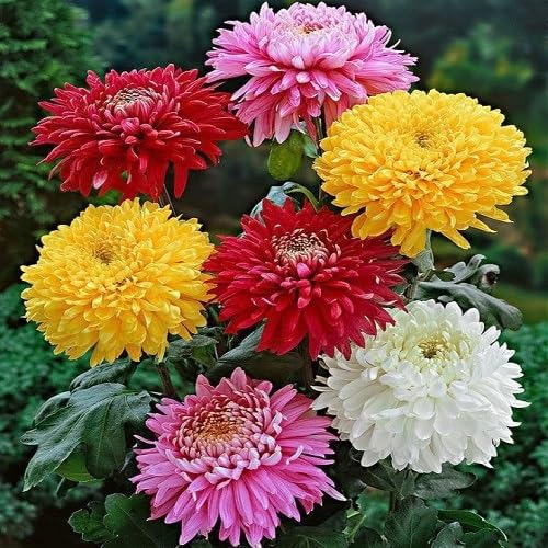 Mehrjährige Chrysanthemen-Blumensamen, gemischt, 100 Stück Mehrjährige Chrysanthemen-Blumensamen, gemischt, 100 Stück von kondracho