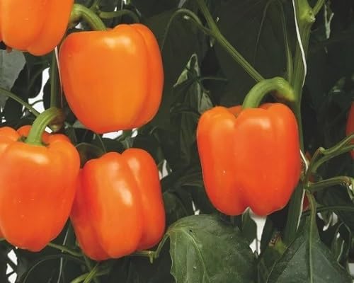 Neu Frische Chili-Pfeffer-Gemüsesamen 100 Stücke Orange Neu Frische Chili-Pfeffer-Gemüsesamen 100 Stücke Orange von kondracho