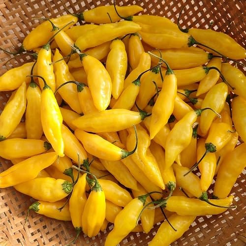Neu Frische Chili-Pfeffer-Gemüsesamen 100 Stücke gelb Neu Frische Chili-Pfeffer-Gemüsesamen 100 Stücke gelb von kondracho