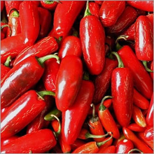 Neu Frische Chili-Pfeffer-Gemüsesamen 90Pcs Rot Neu Frische Chili-Pfeffer-Gemüsesamen 90Pcs Rot von kondracho