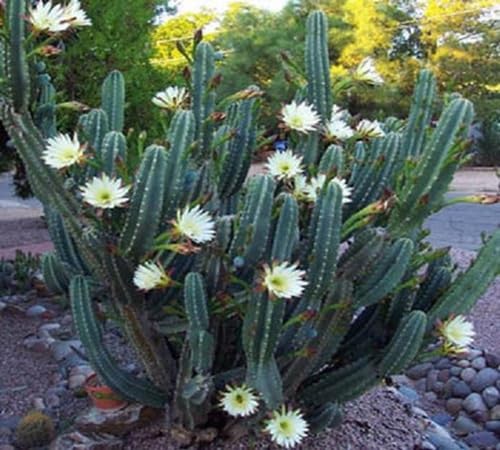 Neu Frische Kaktusblumensamen 100 Stück Weiß Neu Frische Kaktusblumensamen 100 Stück Weiß von kondracho