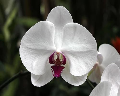 Neue Riesenorchideen-Blumensamen, weiß Neue Riesenorchideen-Blumensamen, weiß von kondracho