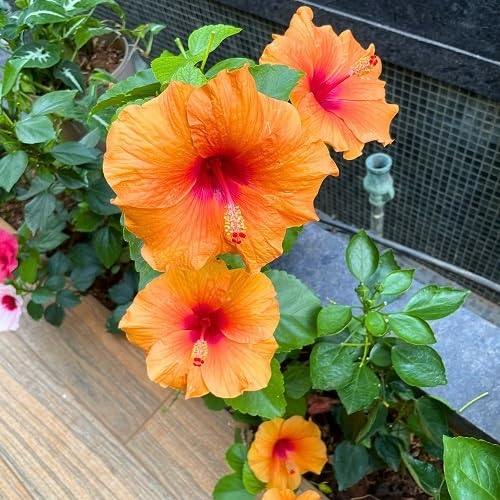 Neue blühende Hibiskusblütensamen Orange Neue blühende Hibiskusblütensamen Orange von kondracho