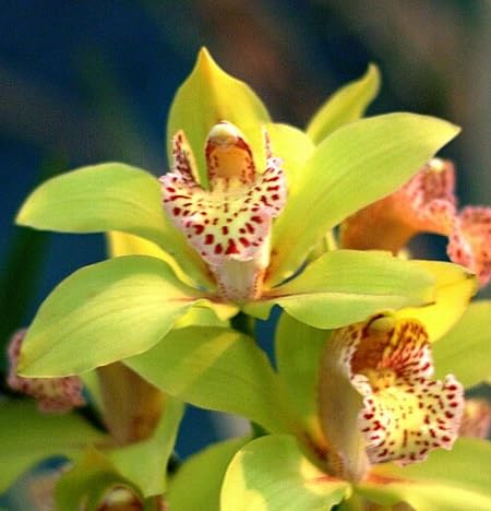 Orchideenblütensamen Gelb Orchideenblütensamen Gelb von kondracho