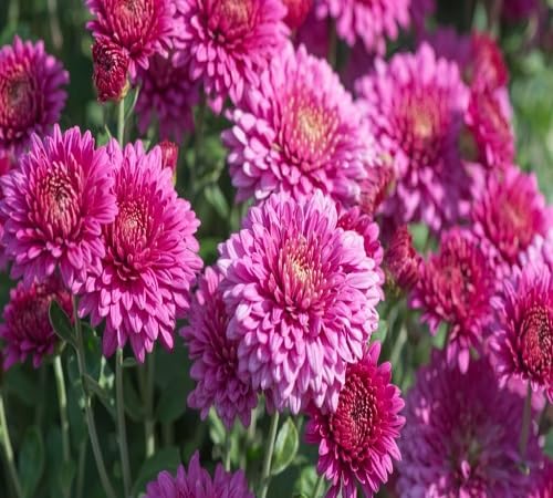 Riesen-Chrysanthemen-Blumensamen Lila Riesen-Chrysanthemen-Blumensamen Lila von kondracho