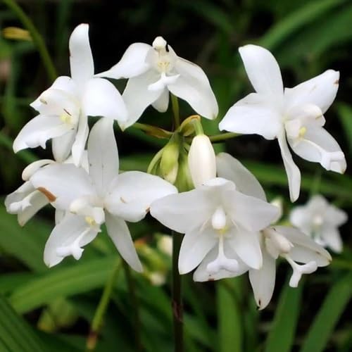 Riesenorchideen-Blumensamen, weiß Riesenorchideen-Blumensamen, weiß von kondracho