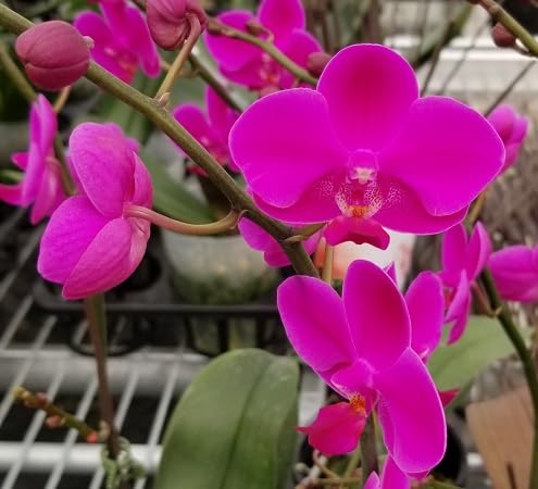 Riesige neue blühende Orchideenblumensamen Lila Riesige neue blühende Orchideenblumensamen Lila von kondracho