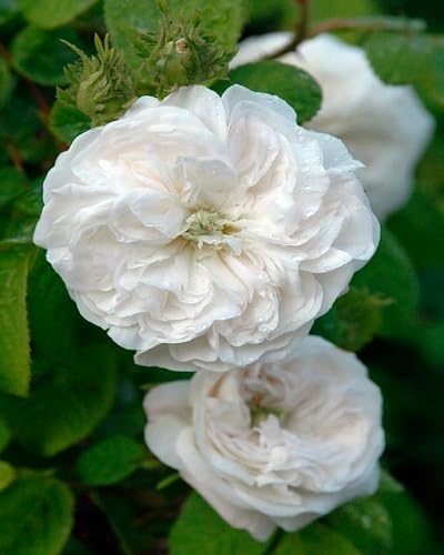 Rosenblütensamen, 70 Stück, weiß von kondracho