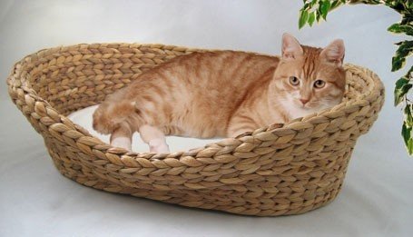 Lycce Katzenbett Hundebett für kleine Hunde | Kissen waschbar bei 30° | ovale Form mit hohem Rand | Wasserhyazinthe | Betten, Decken & Möbel für Katzen | Gr. 1 (53 x 40 x 14 cm) Lycce Katzenbett Hundebett für kleine Hunde | Kissen waschbar bei 30° | ovale Form mit hohem Rand | Wasserhyazinthe | Betten, Decken & Möbel für Katzen | Gr. 1 (53 x 40 x 14 cm) von Lycce