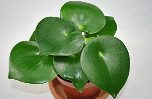 Pilea peperomioides Glückstaler Ufopflanze Chinesischer Geldbaum,große Pflanzen von kunert-keramik