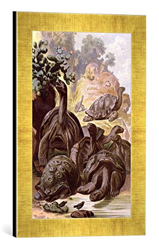 Gerahmtes Bild von Alfred nach Brehm Giant Tortoises from The Galapagos Islands, from a Natural History Book, 1887", Kunstdruck im hochwertigen handgefertigten Bilder-Rahmen, 30x40 cm, Gold Raya von kunst für alle