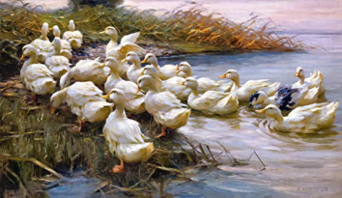 Kunstdruck/Poster: Alexander Koester Enten am See-Ufer - hochwertiger Druck, Bild, Kunstposter, 70x40 cm von kunst für alle